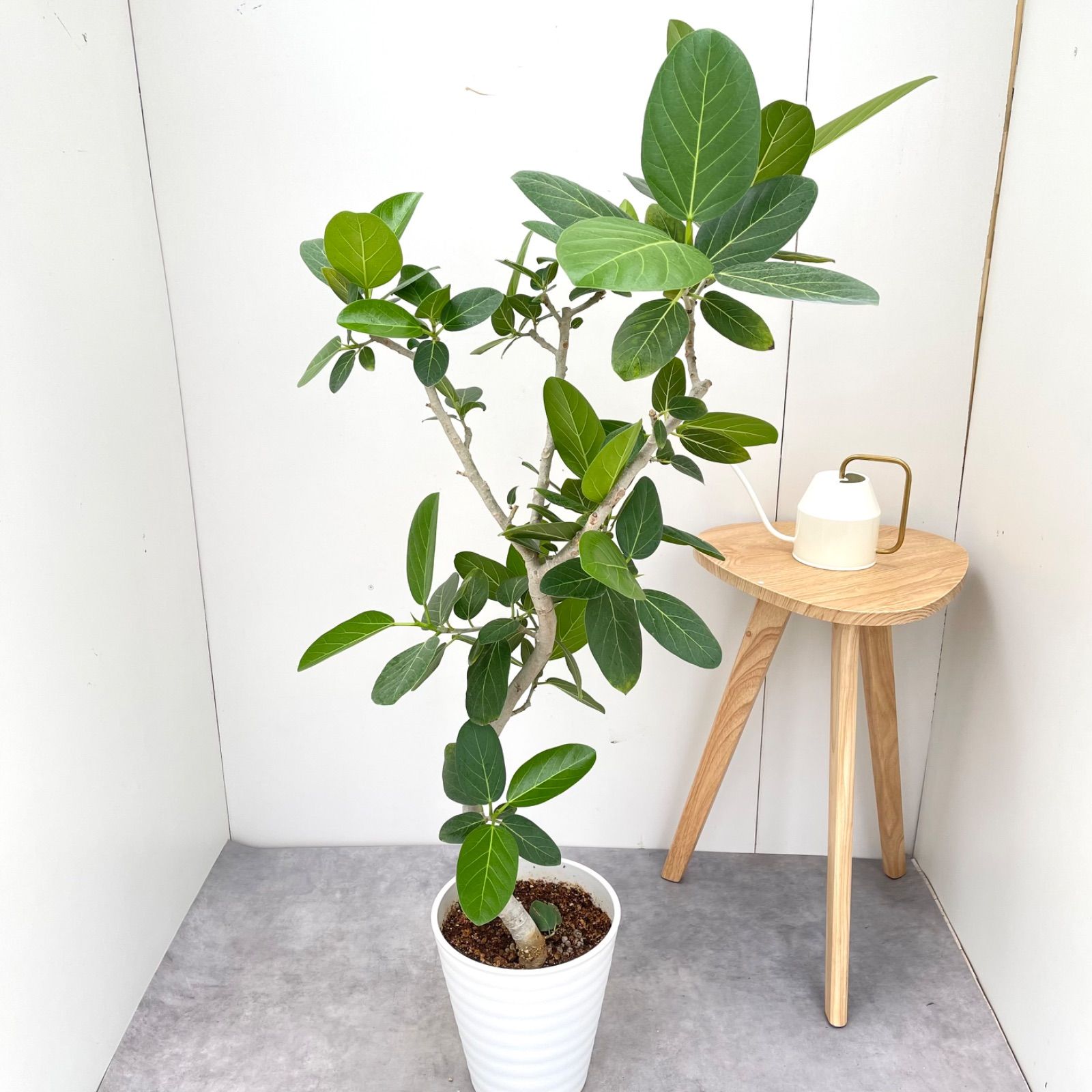 現品 フィカス ゴムの木 ベンガレンシス 53 曲がり インテリアグリーン