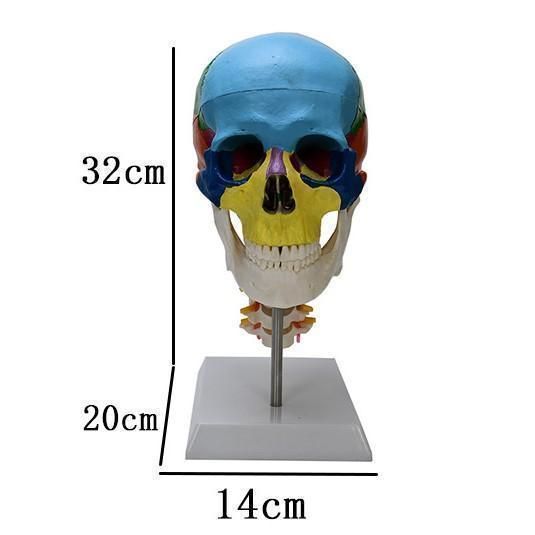 頭蓋骨模型 頸椎 台座付き 各部位配色 顎関節可動式 頭蓋冠分解可 医学 教材