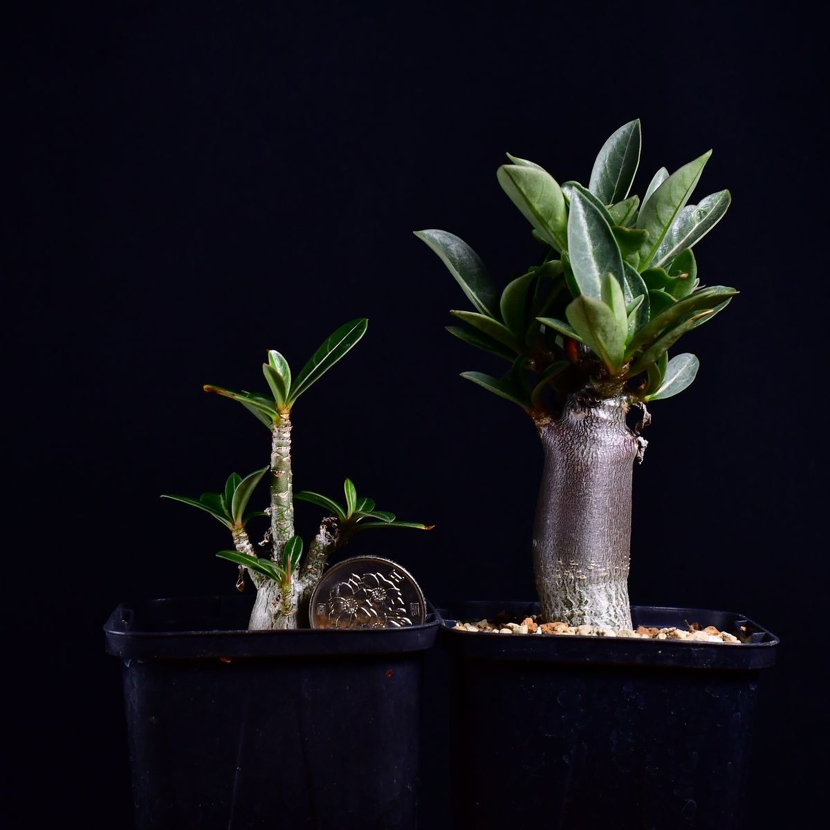 3W7 実生 2株セット アデニウム・ソマレンセ/タイ ソコトラナム