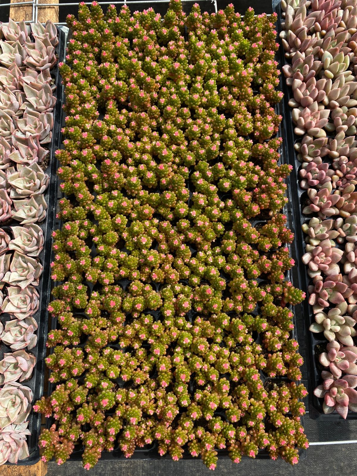 詰め合わせ 寄せ植え