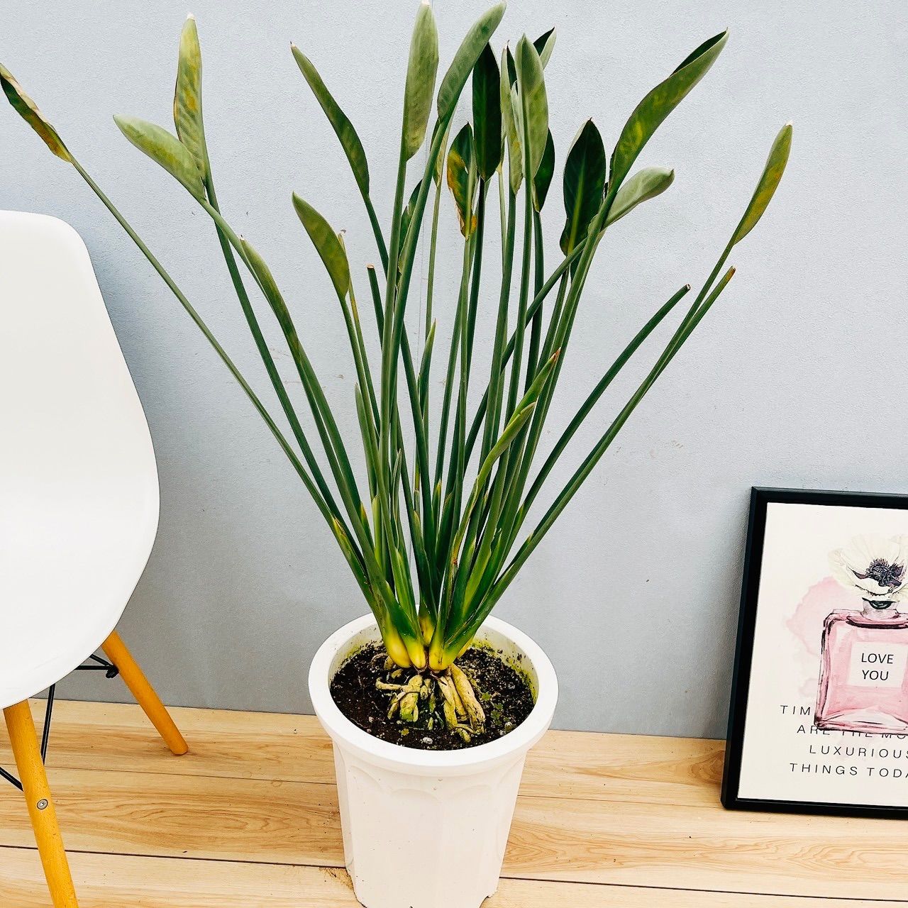 現品］【希少】※一点限り※ ストレリチア パービフォリア 10号 尺