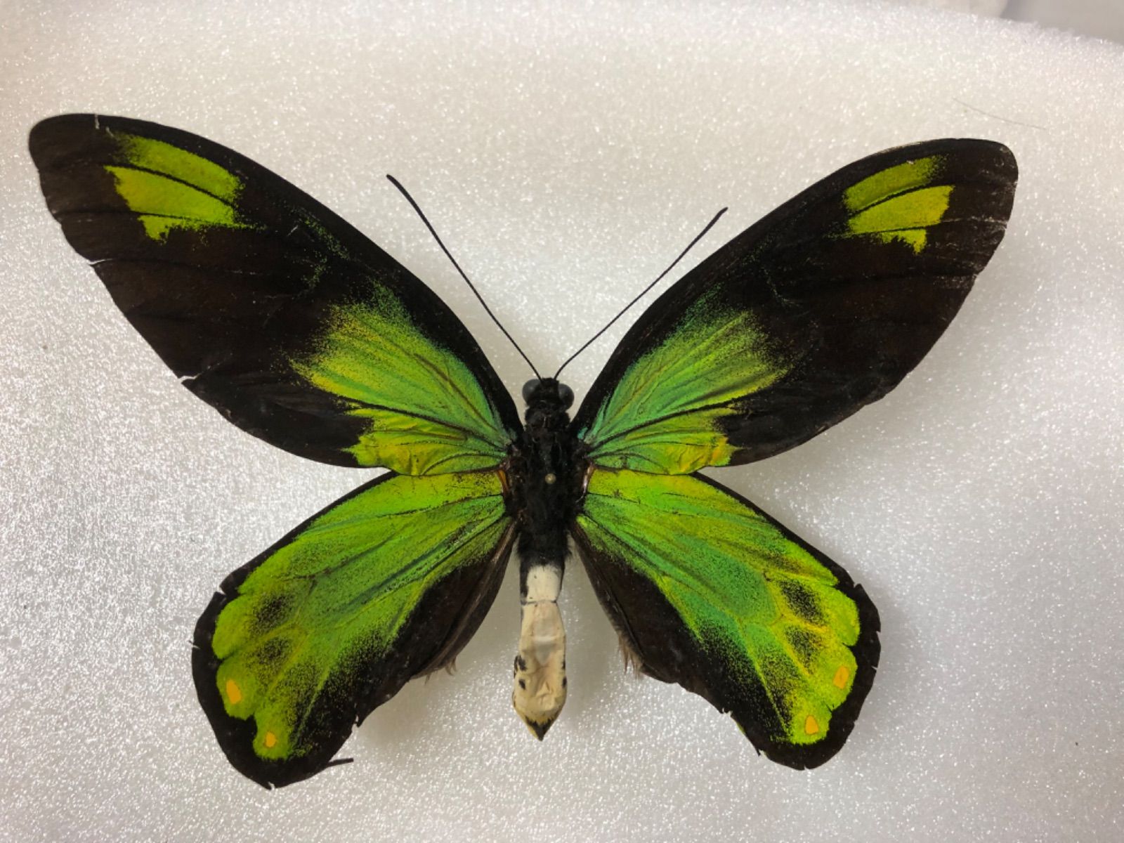 極美個体‼️状態抜群‼️ビクトリアトリバネアゲハ 蝶標本 かわいい