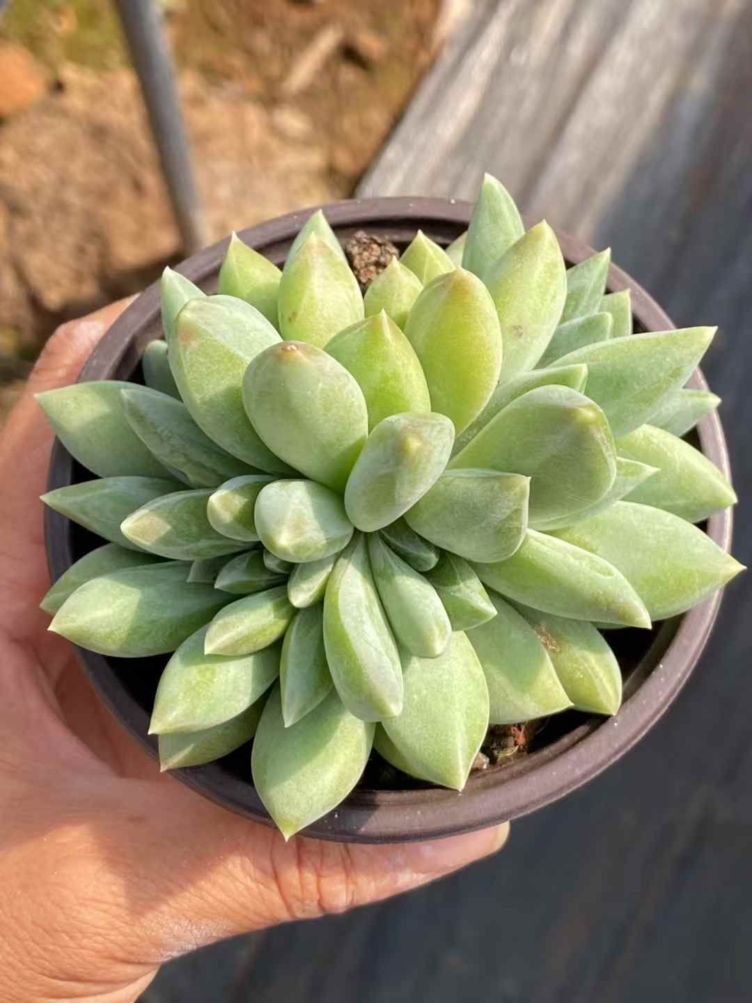 QS1039×30 ウラクラ 抜き苗 多肉植物 アエオニウム エケベリア 韓国苗