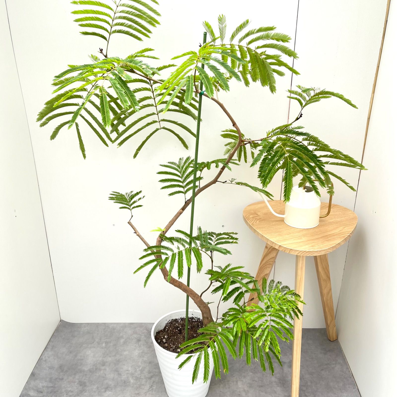 フィカス ウンベラータ 曲がり 9観葉植物 室内 大型