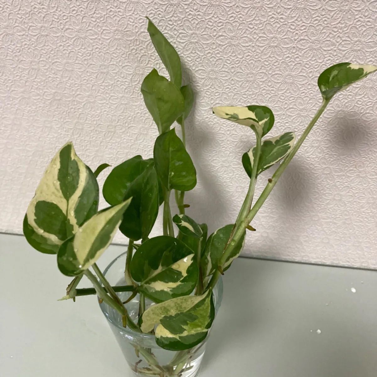 ポトス　斑入り　エンジョイ　カット苗　観葉植物