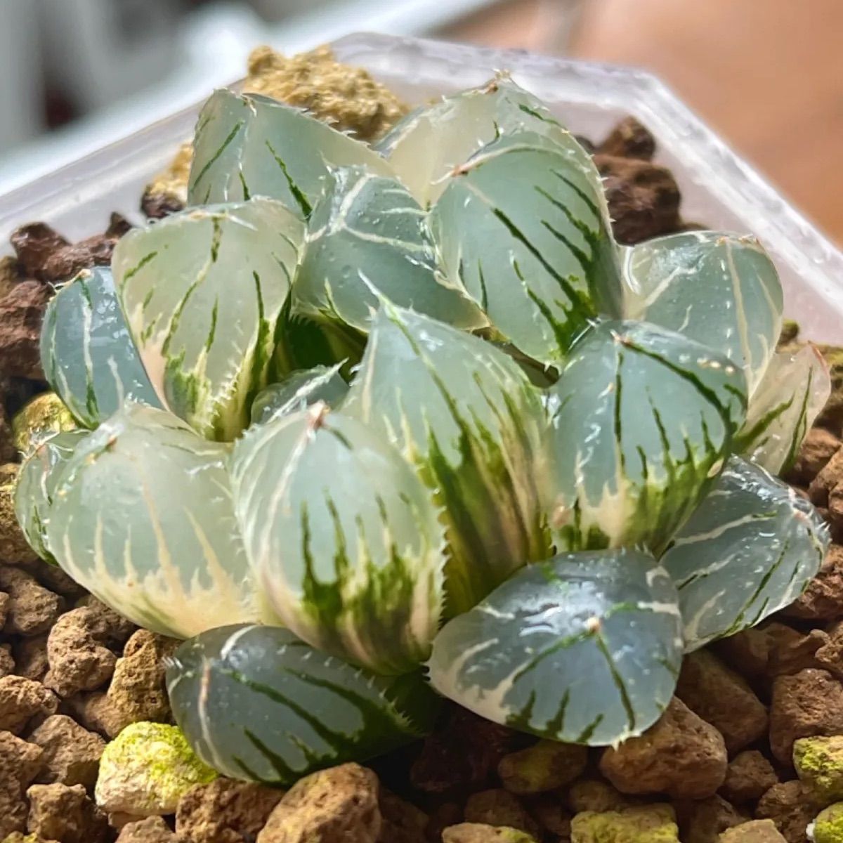 多肉植物 ハオルチア 涙の玉錦 極上鮮明斑 希少 - www.stedile.com.br