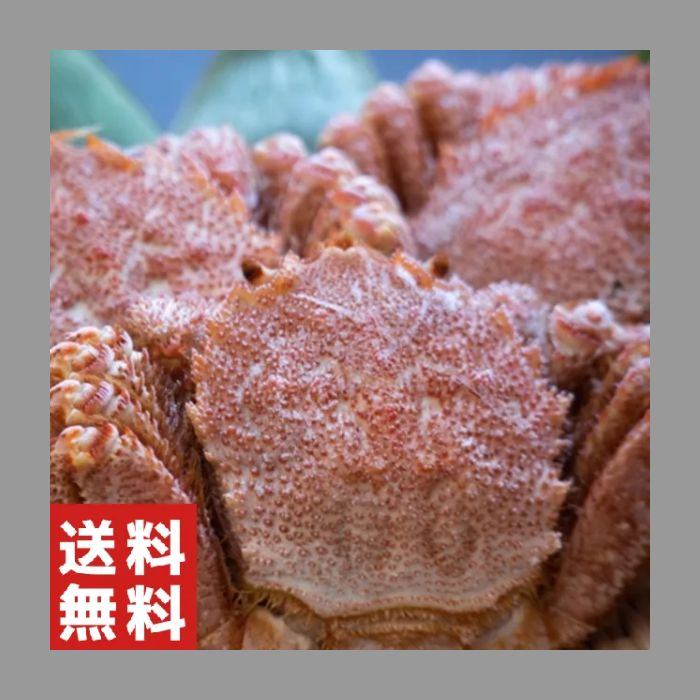 北海道産 活毛蟹 浜茹で 900gアップ ◆毛ガニ 毛がに けがに 活 毛蟹 函館 かにみそ