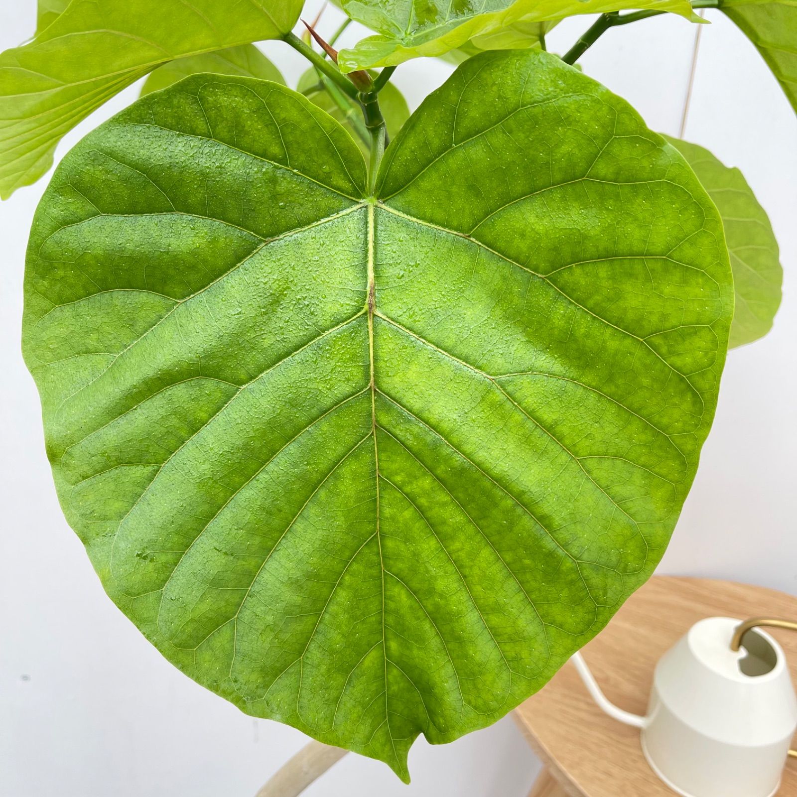 ［現品］36番　フィカス　ウンベラータ　曲がり　8号　観葉植物　室内　大型 観葉植物 本物 フィカス ウンベラータ 曲がり樹形 8号鉢 大型