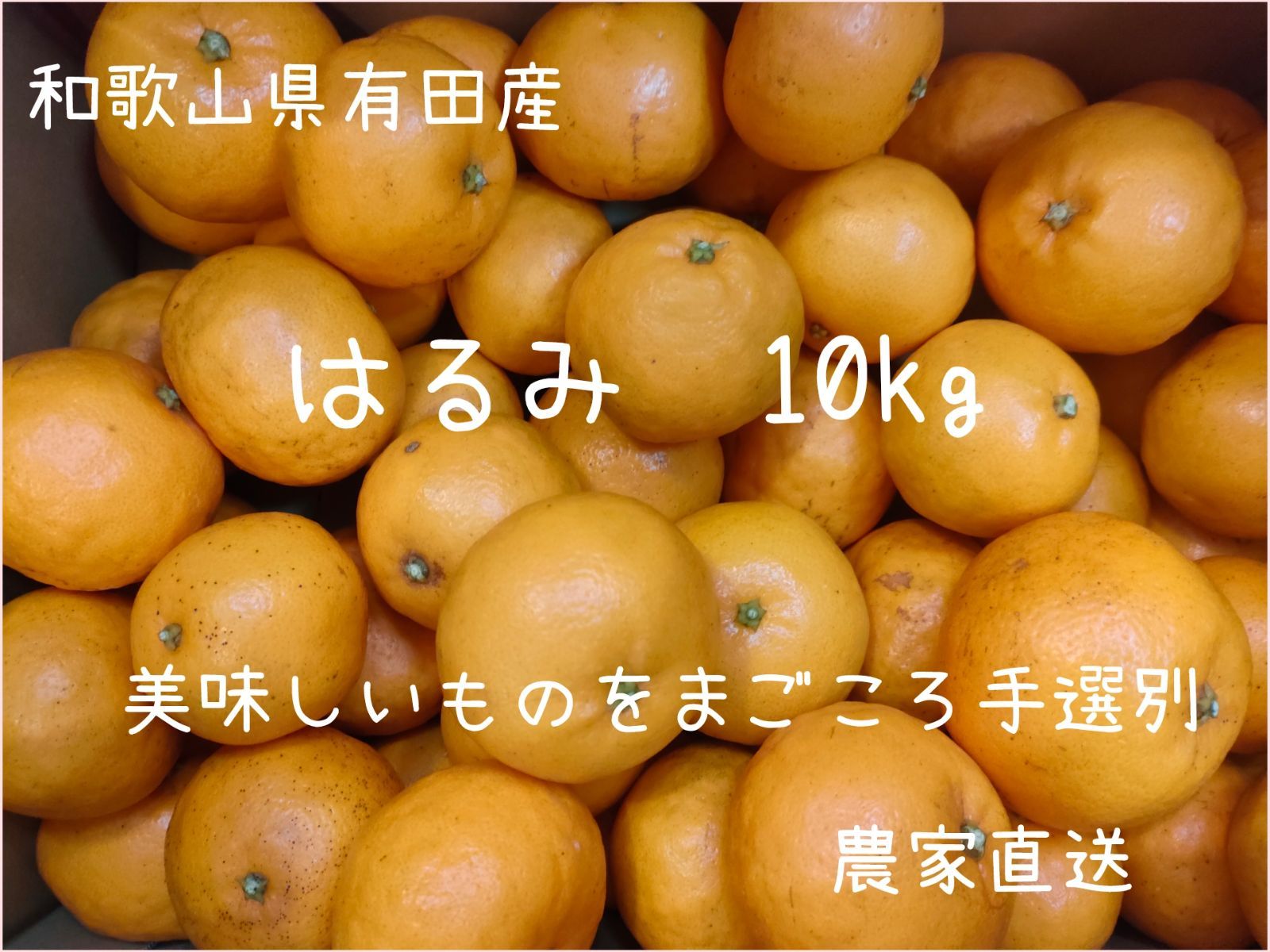 はるみ みかん オレンジ 10kg 減農薬 国産 和歌山県産 小玉