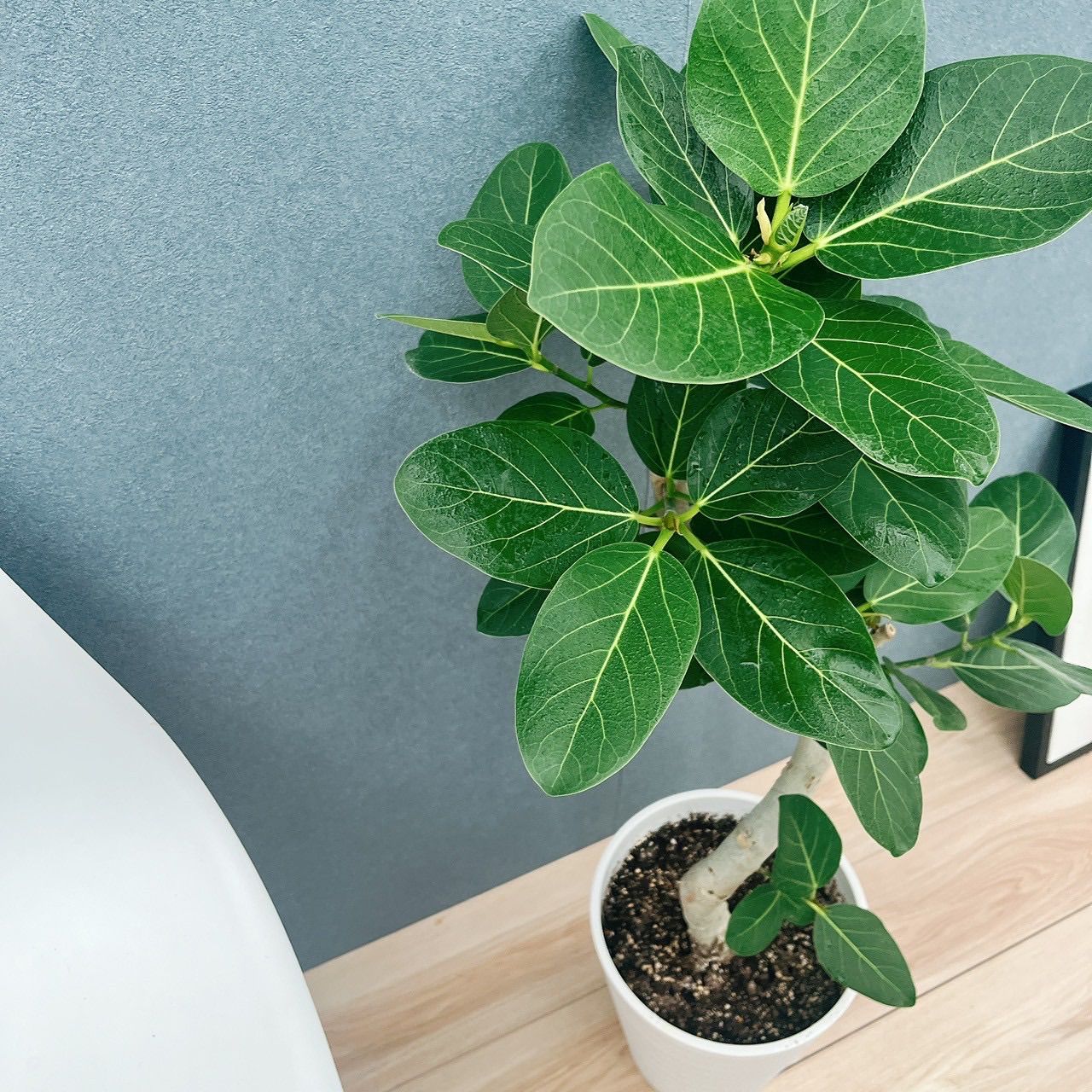 幹太！観葉植物 フィカス アルテシーマ アルテシマ 斑入り 朴仕立て 8