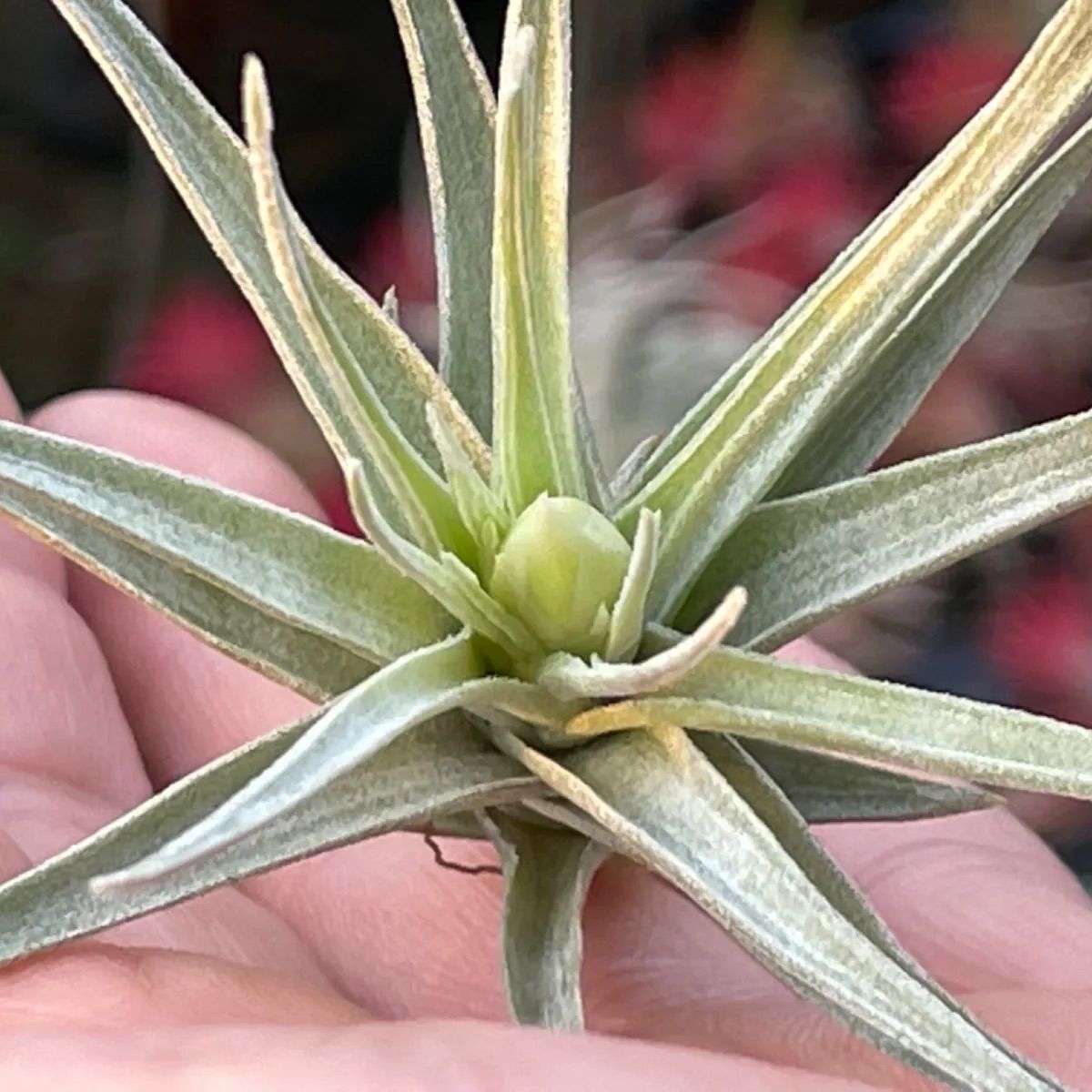 花芽＊チランジア アエラントス アルバ (白花)Tillandsia aeranthos var. alba＠フラワーショップ江口 - メルカリ