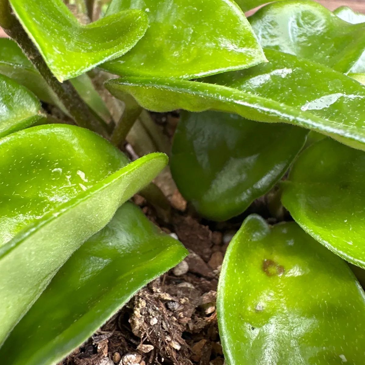 セール　レア　珍種　ホヤ　Hoya chloroleucha サクララン ホヤ カルノーサ クリンクル8 サクララン ホヤ植物 植物 珍奇