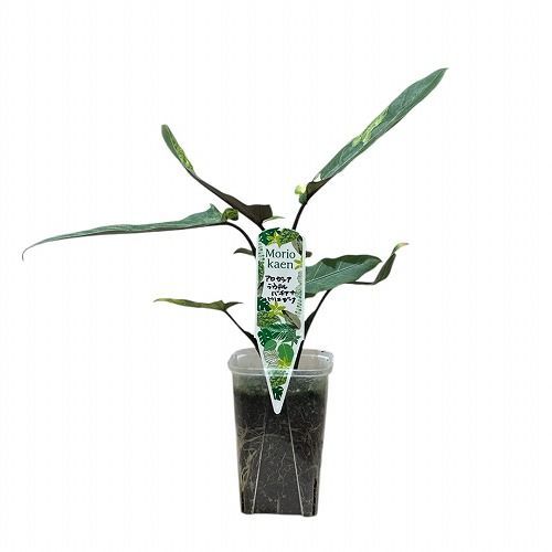 【特価】アロカシア ラウテルバキアナ バリエガータ(斑入り) 3号(個体おまかせ1鉢)　観葉植物 インテリアグリーン 室内園芸 おしゃれ 可愛い かわいい(506018)