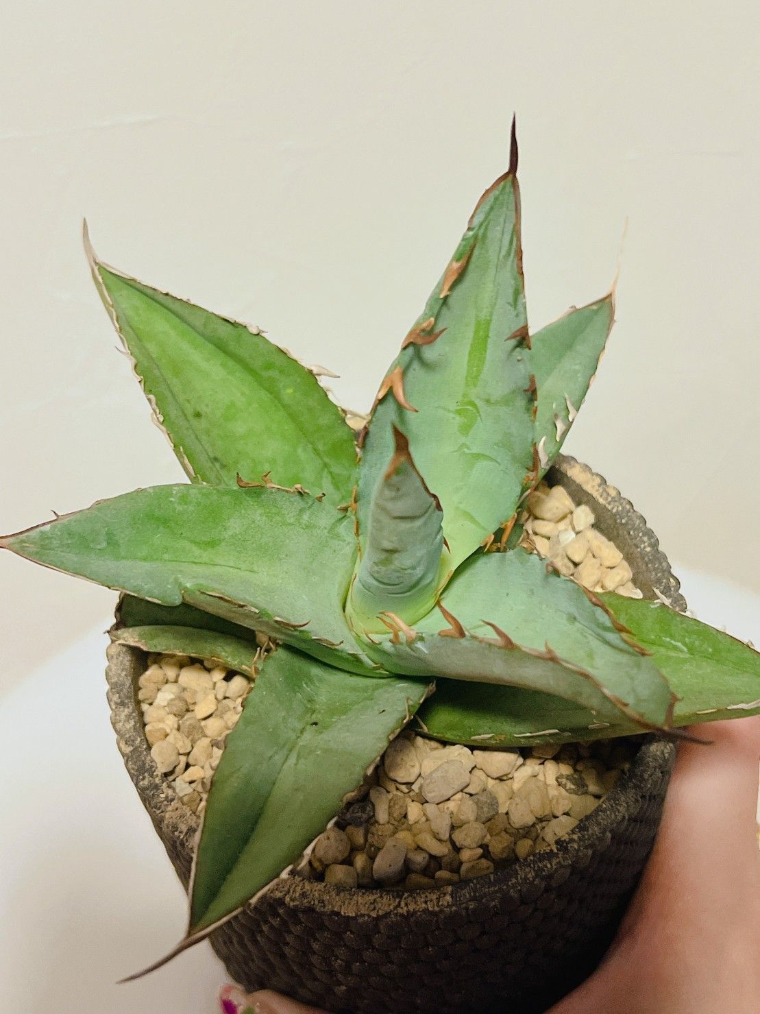 有名なブランド Agave アガベ 鯊魚牙齒 シャークトゥース 2 biomagnasa.com