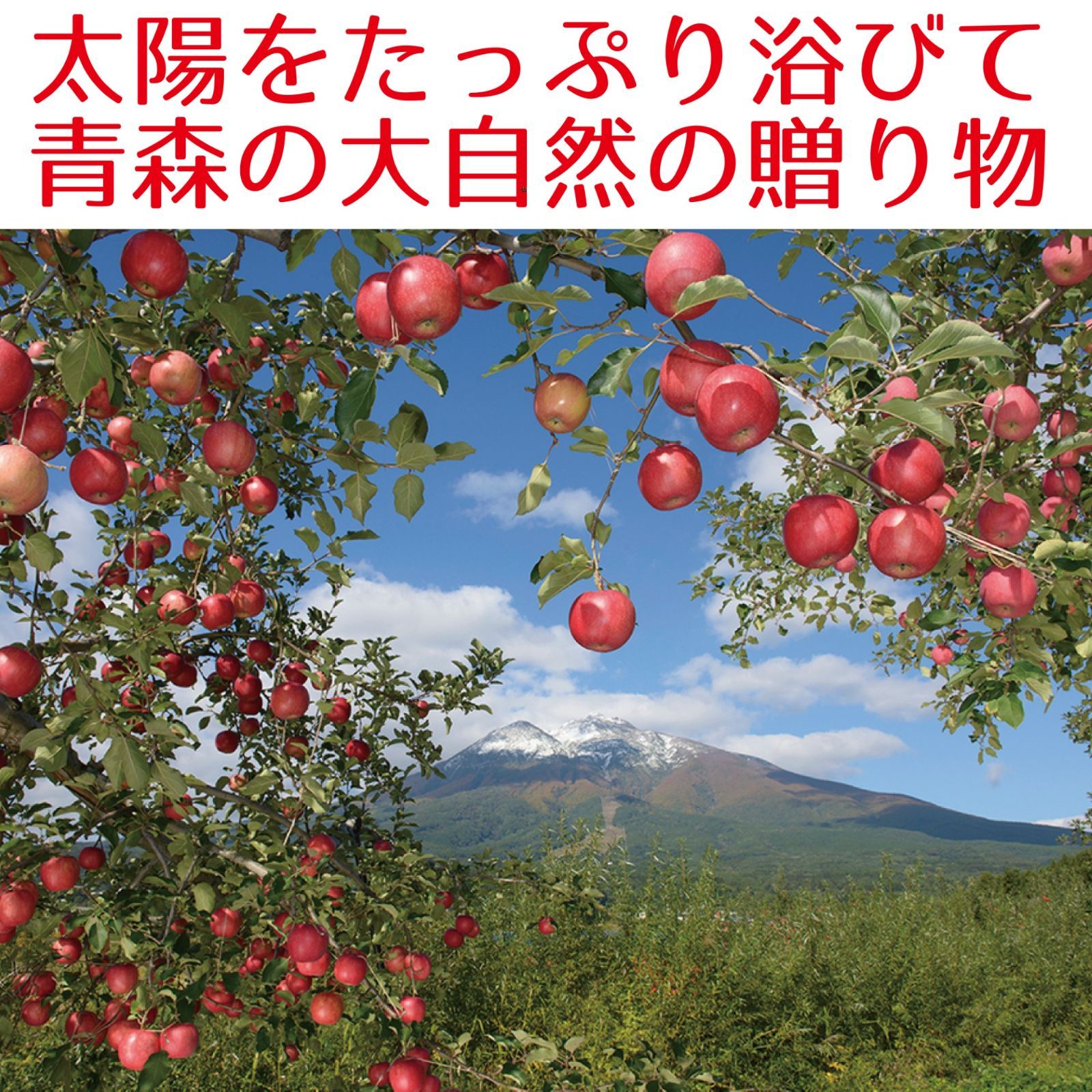 青森県産　家庭用訳あり　りんご　サンふじ　10kg-4