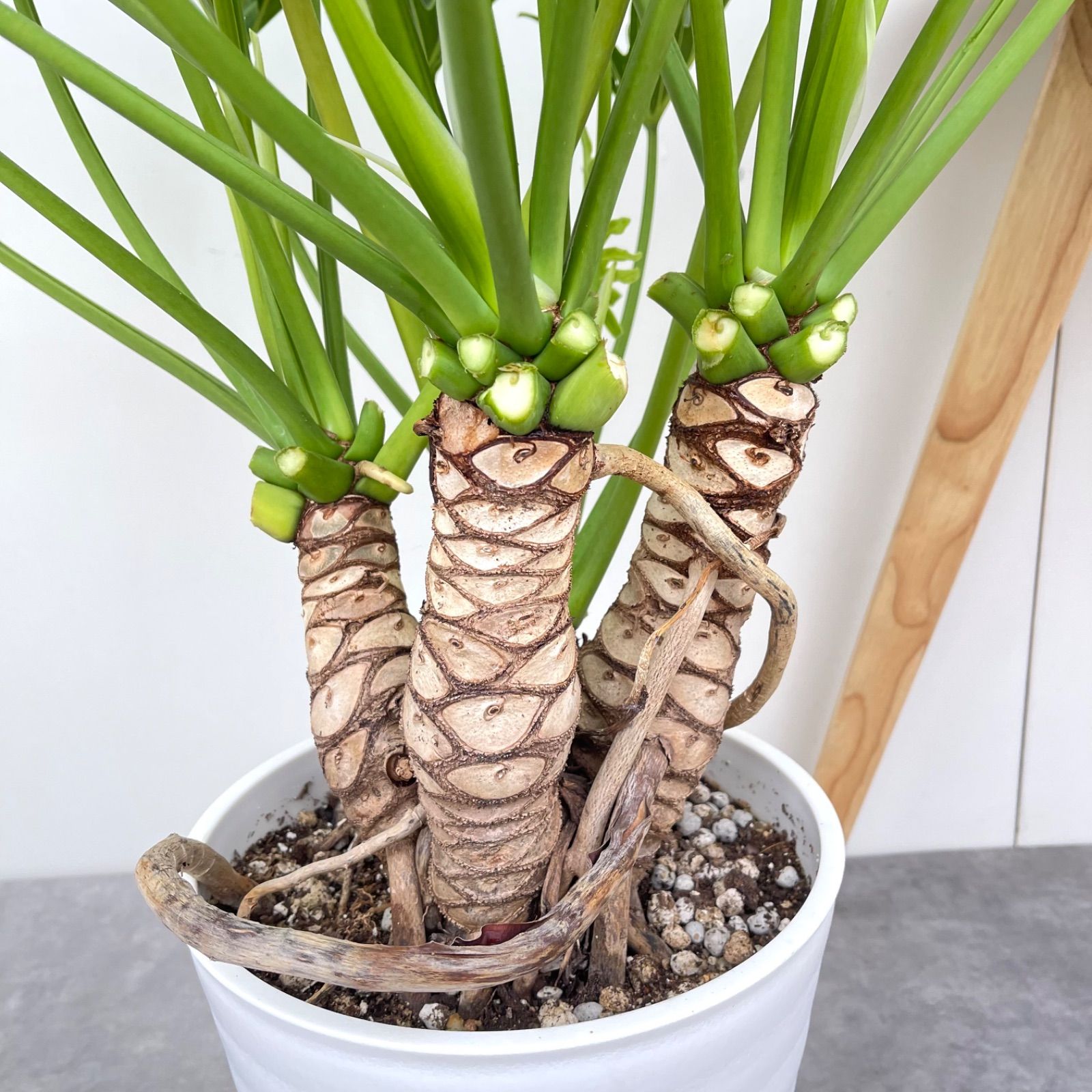 フィロデンドロン クッカバラ ジャイアント 幹上がり 8【現品】観葉