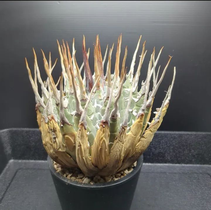 発根済み！陽炎エボリスピナ 特大美株 陽炎 エボリスピナ スピン