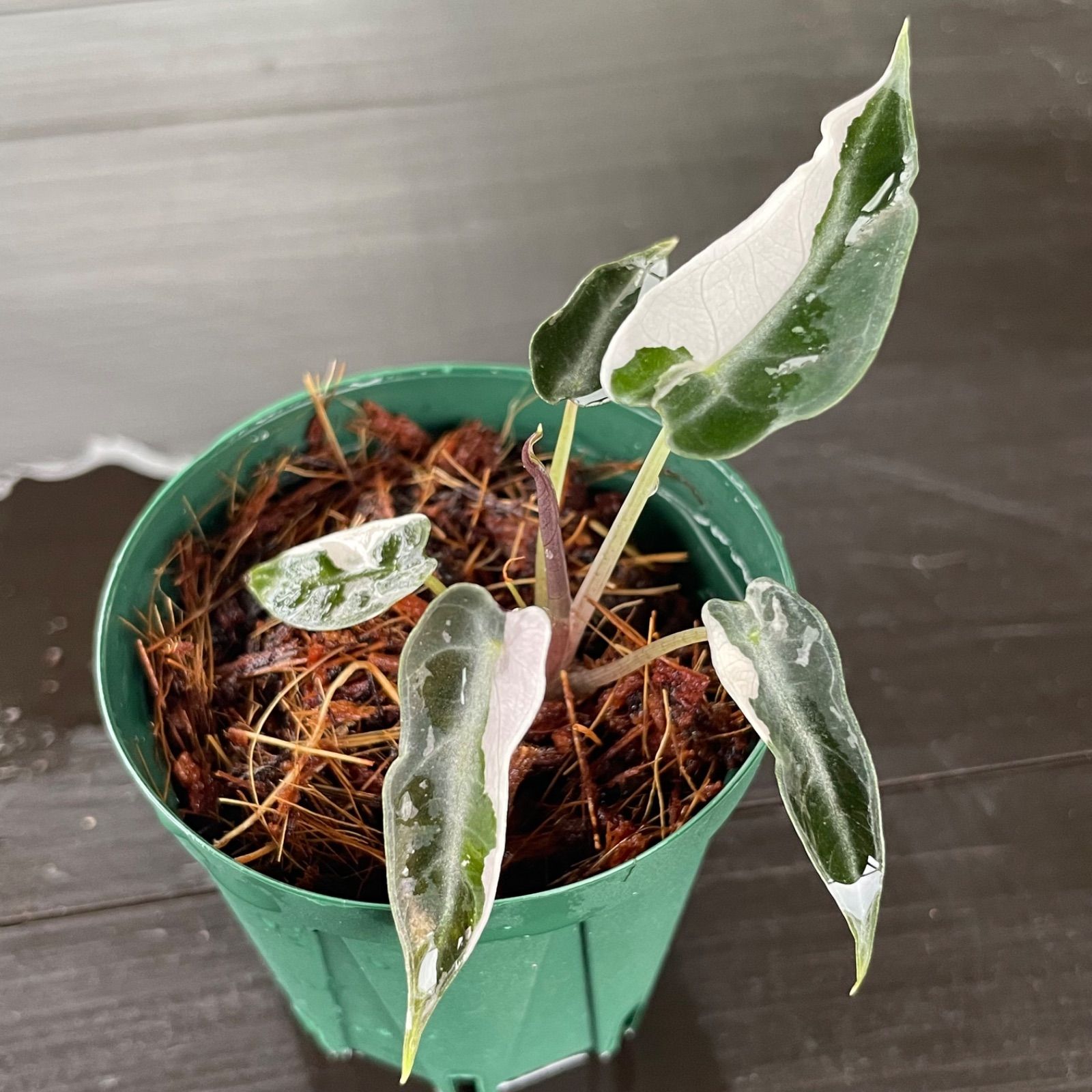 アロカシア バンビーノ 斑入り Alocasia Bambino Var. 【公式通販】
