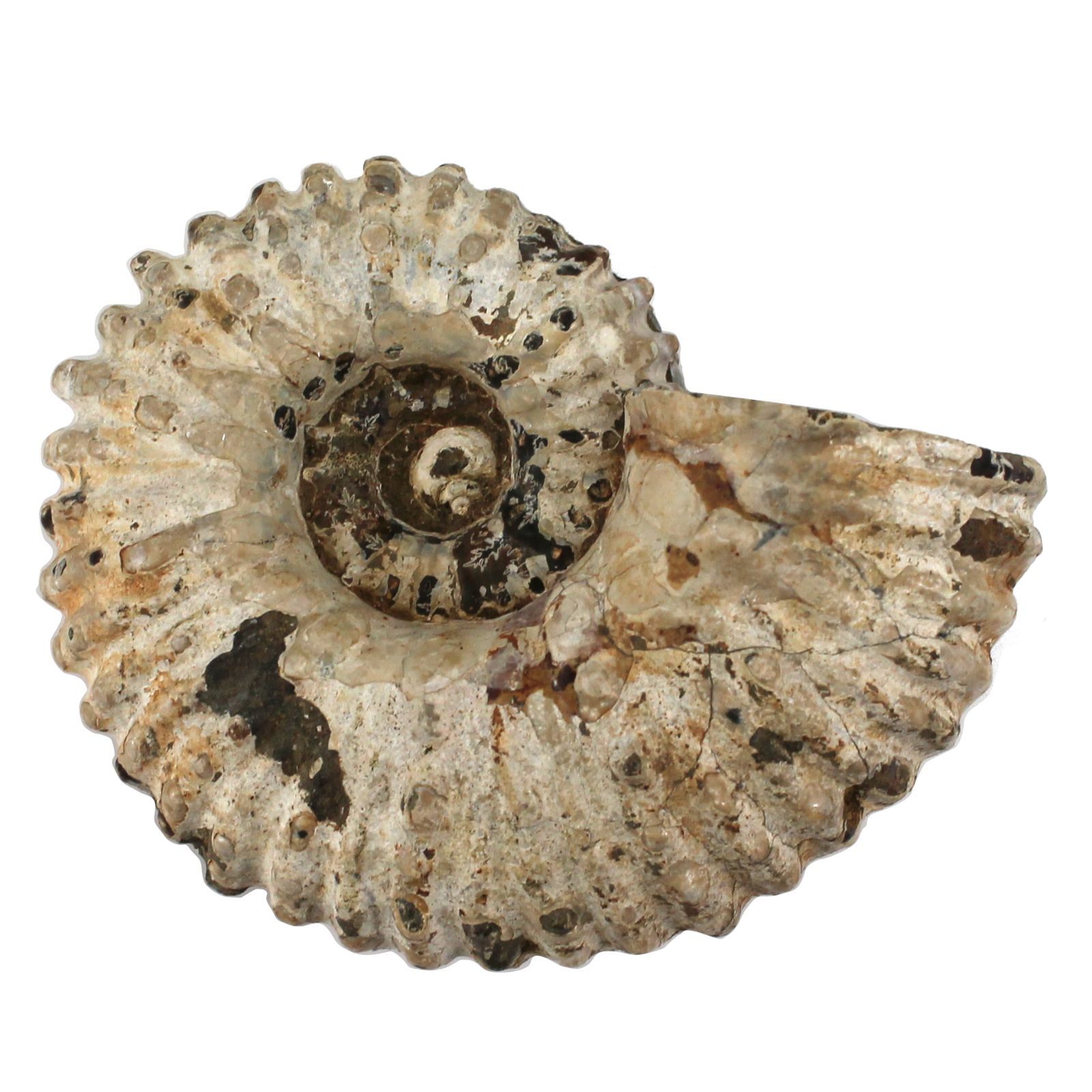 極厚67mm・752g】アンモナイト 化石 標本 マダガスカル産 12cm 肋が