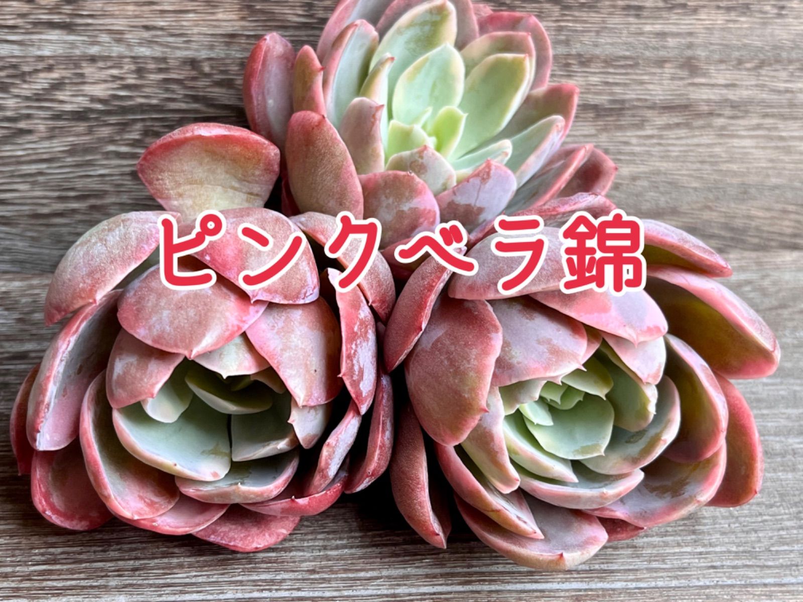 韓国苗  多肉植物  ピンクベラ錦