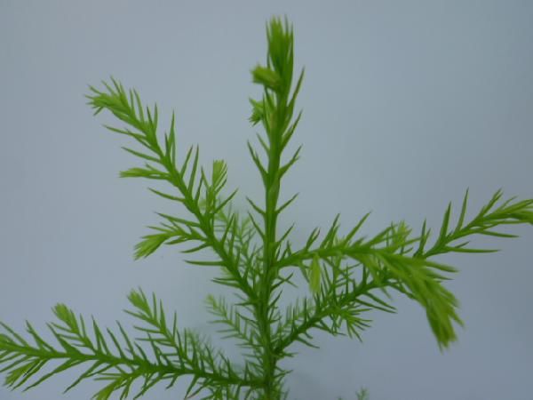 苗|苗木 45本セット スギ 樹高0.3m前後 10.5cmポット 杉 ノキ すぎ スギノキ 苗木 苗 植木 庭木 生け垣 kb 45本 45 STEELWINDOWSANDDOORS_COM