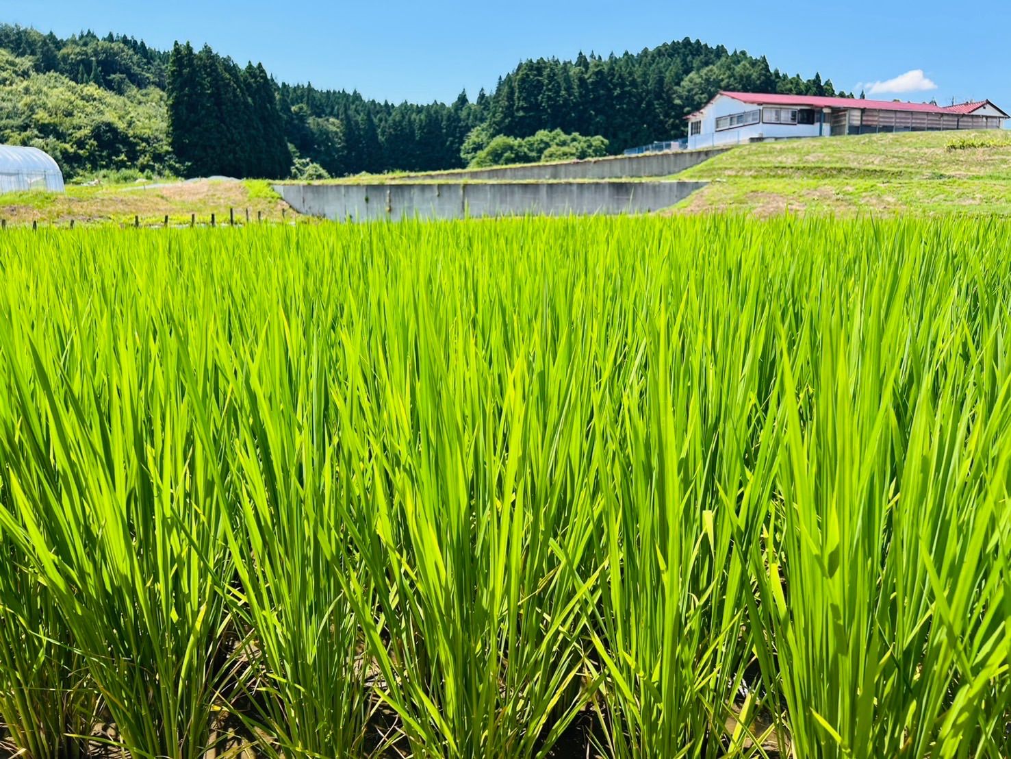 ひとめぼれ 10kg