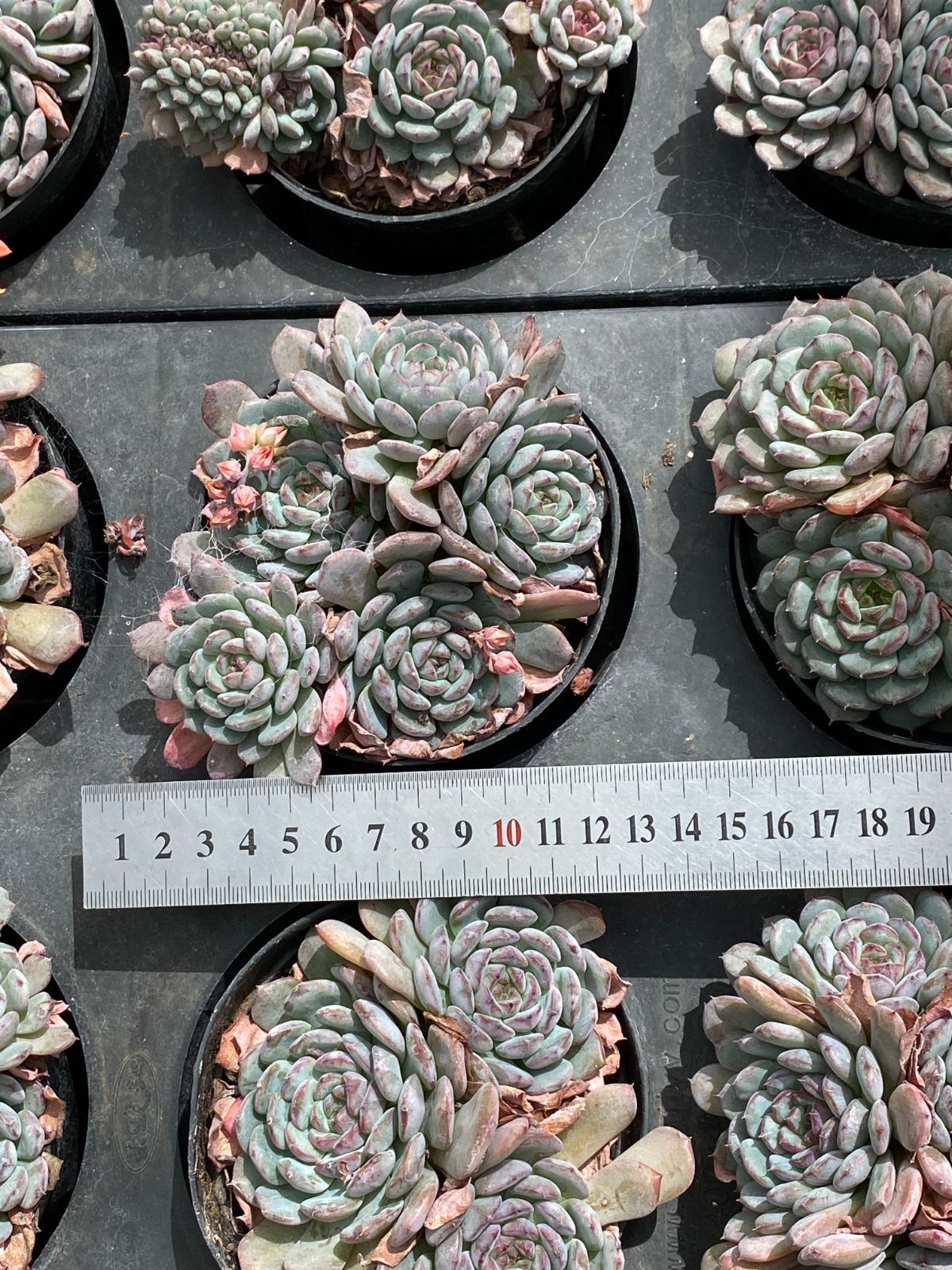  36株の抜き苗セット ホーニー多頭 多肉植物 佐川急便発送 エケベリア 韓国苗 ZM 1779 その他多肉植物 観葉植物