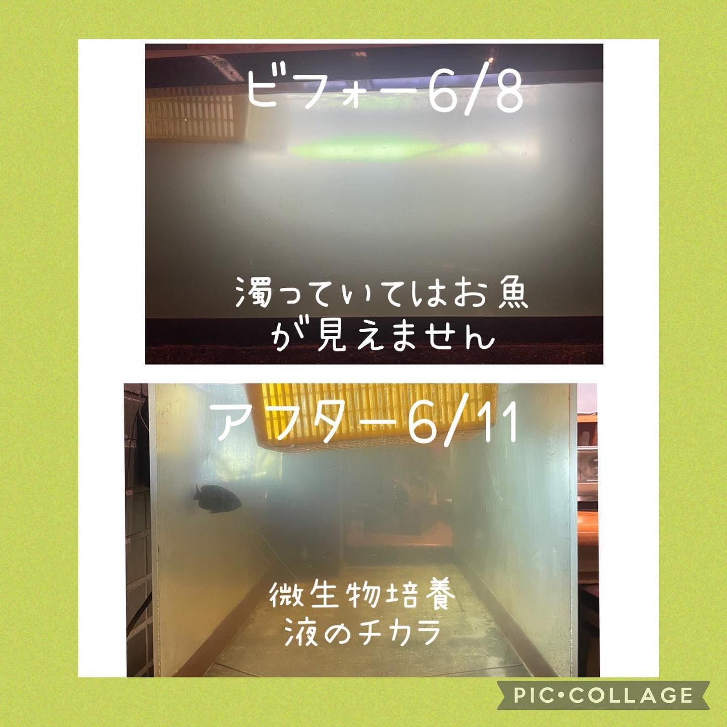 和風 特許取得製品水草フサフサ！増やしたい方さかなやさんの微生物