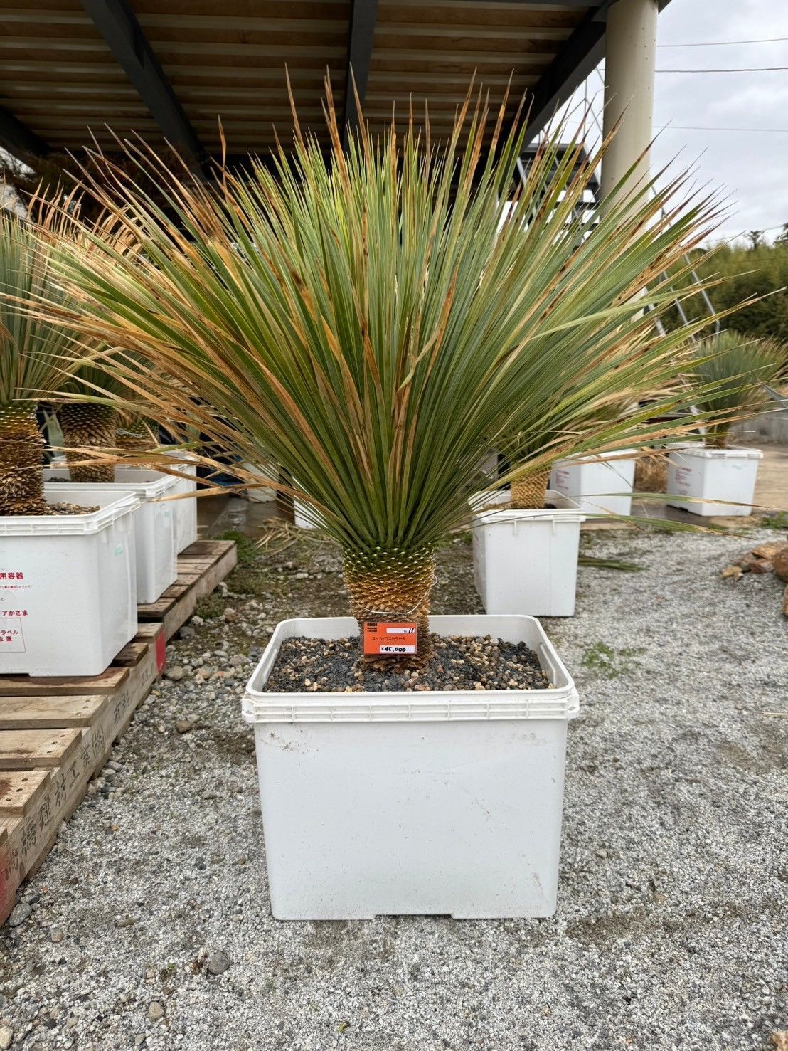 ユッカ ロストラータ 11 ユッカ ロストラータ 11 はなちゃんページ