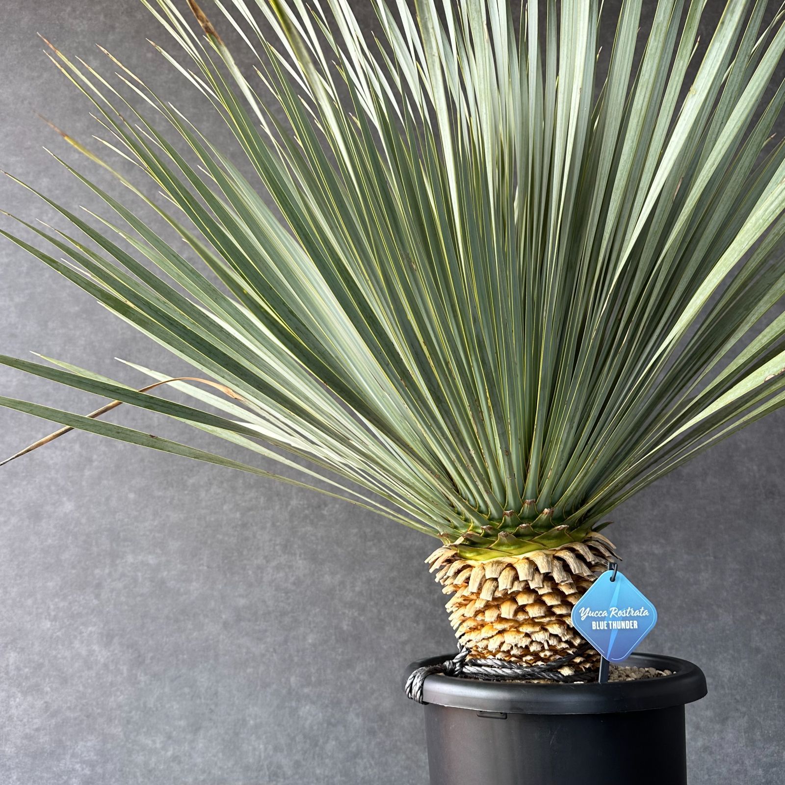 ドライガーデンに。ユッカ ロストラータ ブルーサンダー