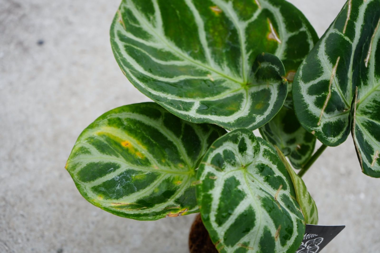 アンスリウム ドラヤキ 3.5号 レア植物 キラキラ輝く葉 大葉 - メルカリ