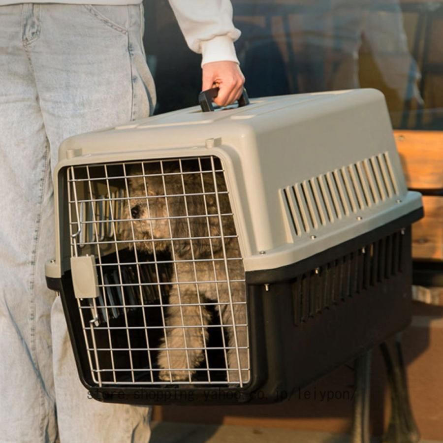 小型犬 成猫