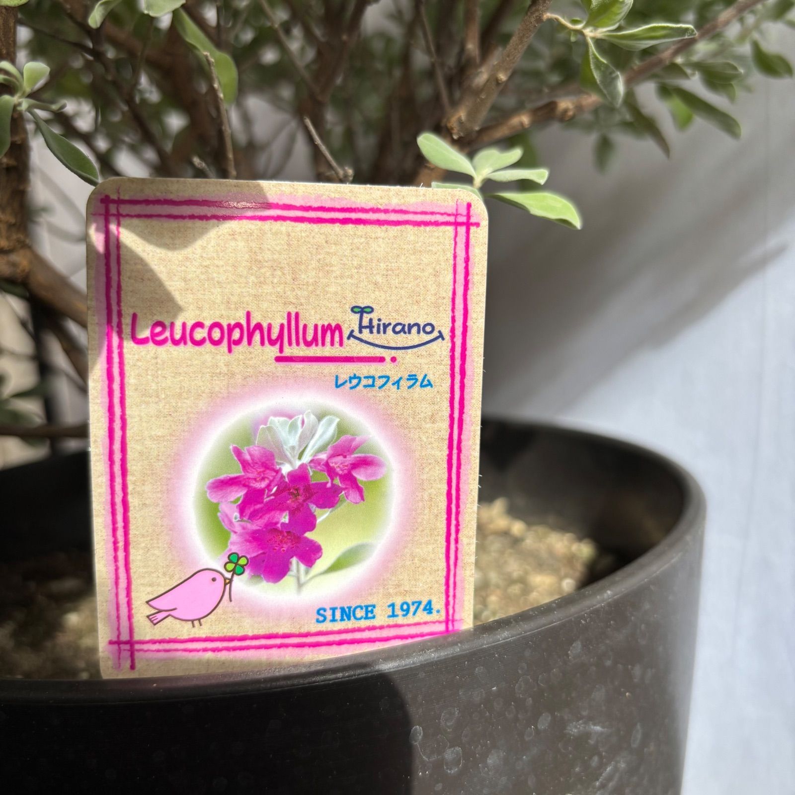 レウコフィラム レウコフィルム シルバーリーフ 常緑低木 オージー