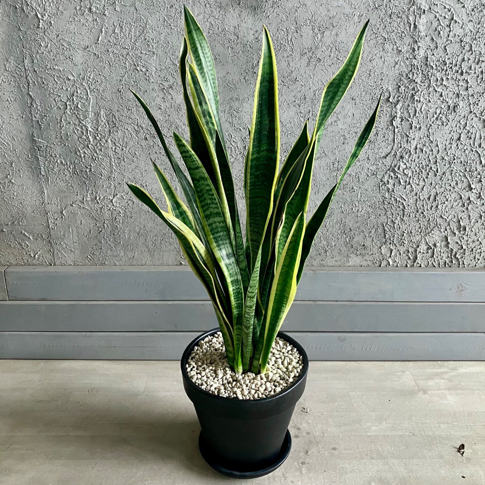 サンスベリア ローレンティ