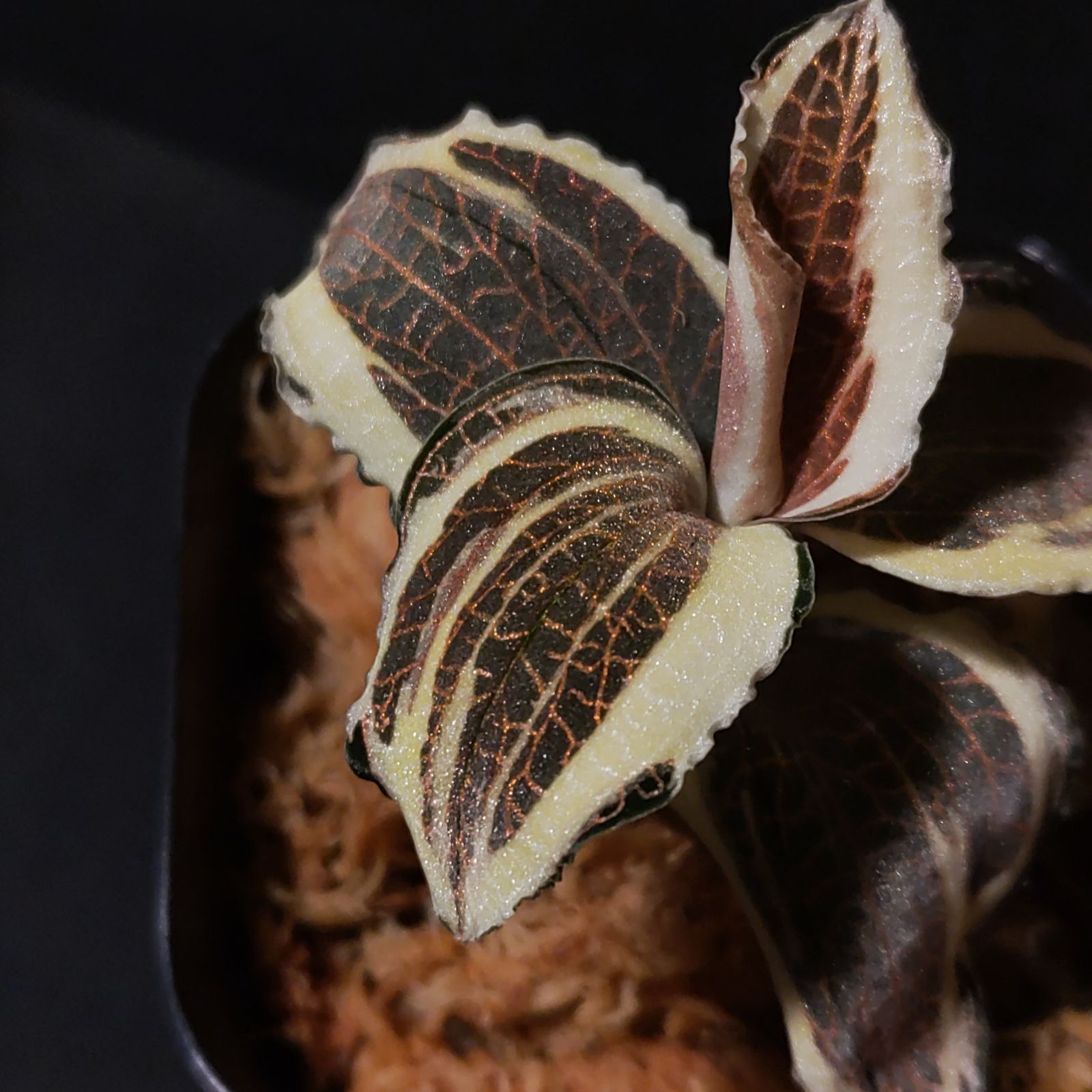 アネクトキルス ロクスバーギー