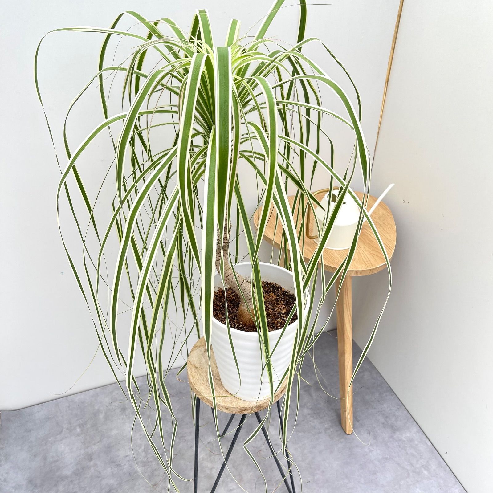 トックリラン ノリナ 斑入り 18 現品 観葉植物 室内