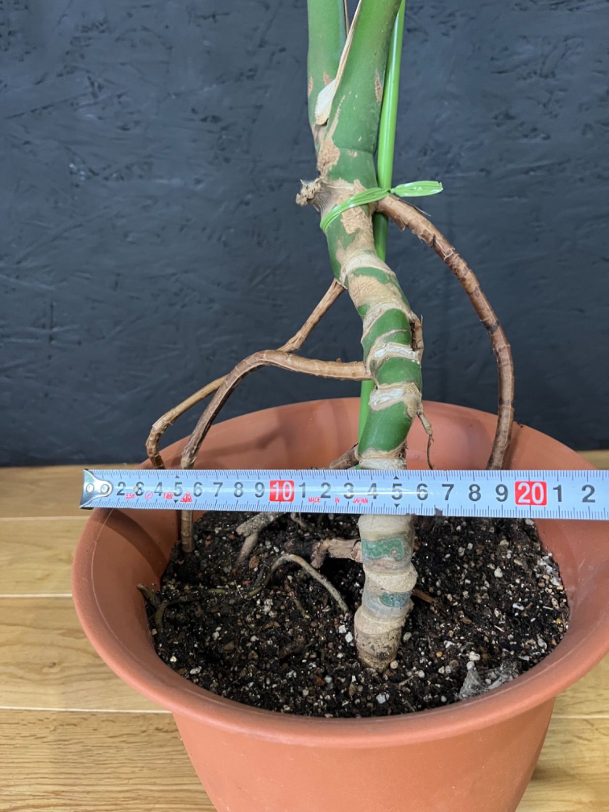 モンステラ デリシオーサ 根上がり モンステラ デリシオーサ 1番 幹