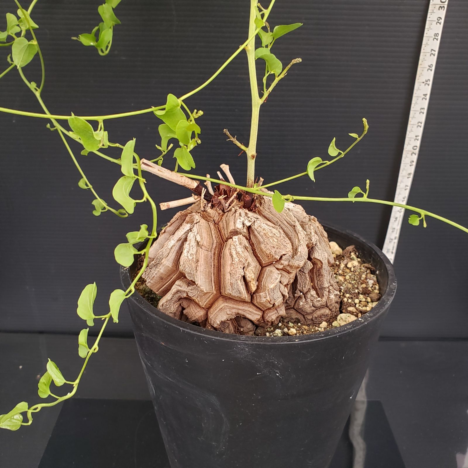 亀甲竜 アフリカ 亀甲竜 実生 7㎝超 ディオスコレア エレファンティ