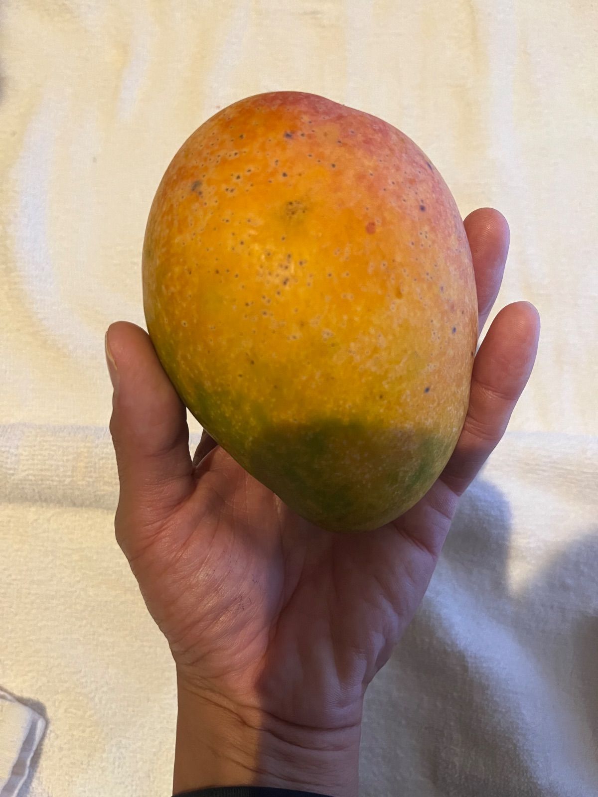 沖縄県産 〈完熟マンゴー〉2Kg (箱込み)クール便 沖縄産地直送、クール便込！【完熟マンゴー】家庭用2Kg(箱込み