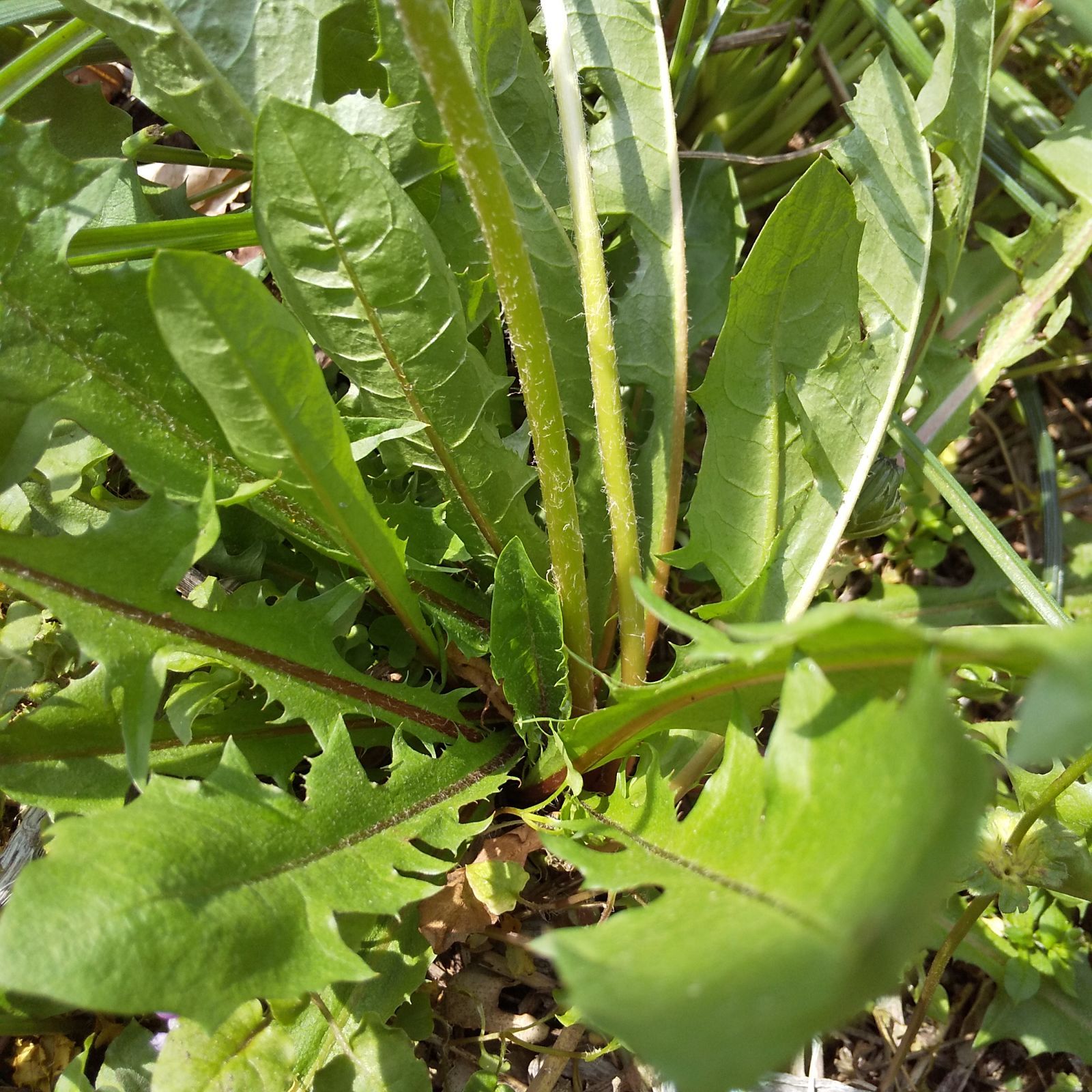 無農薬＊新鮮タンポポ - 野菜