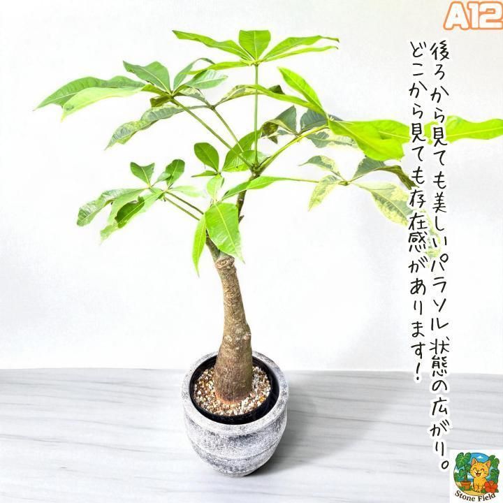 希少！パキラムーンライトA12・複数接ぎ木・枝分岐パラソル