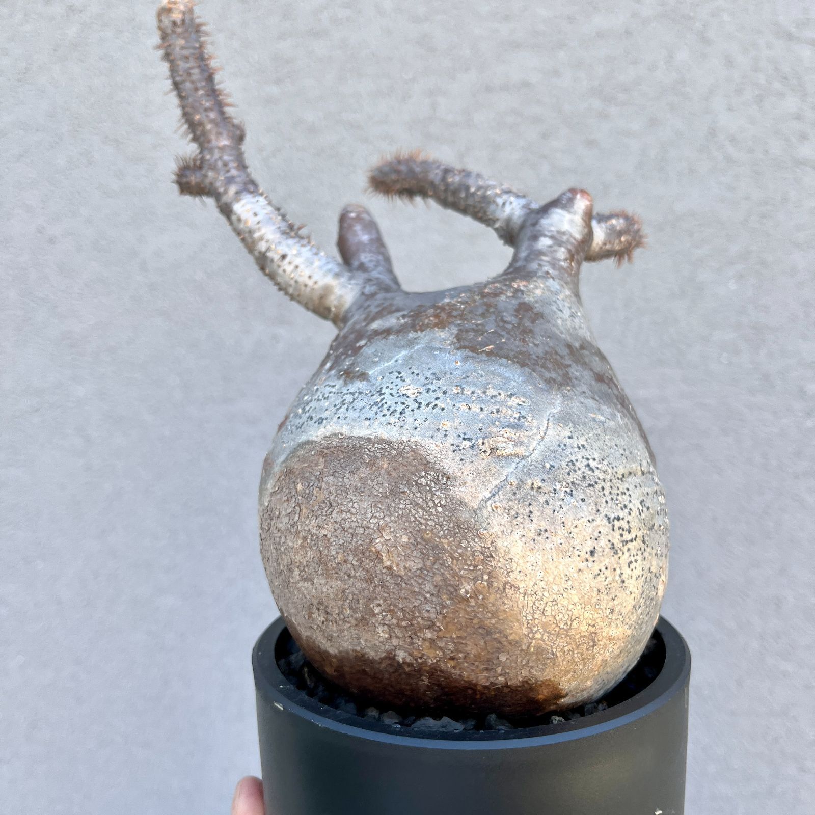 ■パキポディウムグラキリス/P.Gracilius塊根部15cm■現地球 発根済 □パキポディウムグラキリス/P.Gracilius塊根部15cm□現地球 発根済