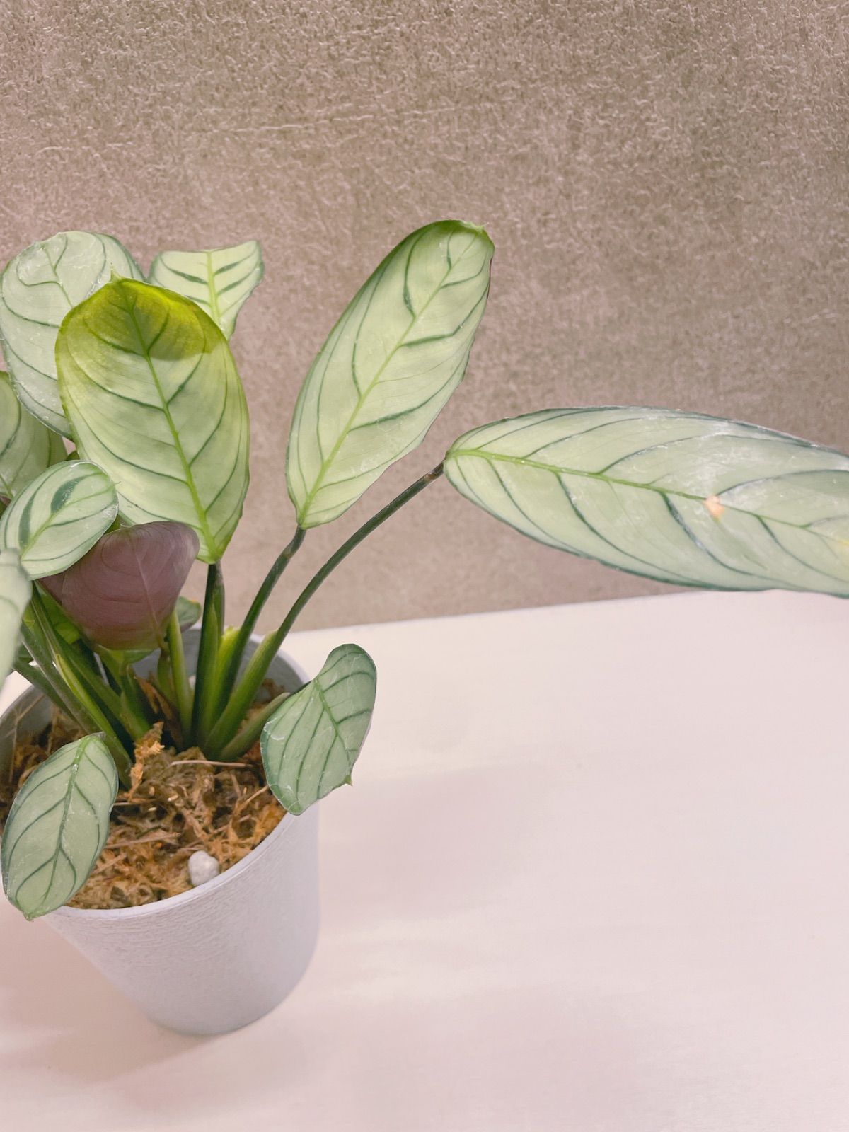 少しレア 観葉植物 クテナンテ アマグリス トモクリシ