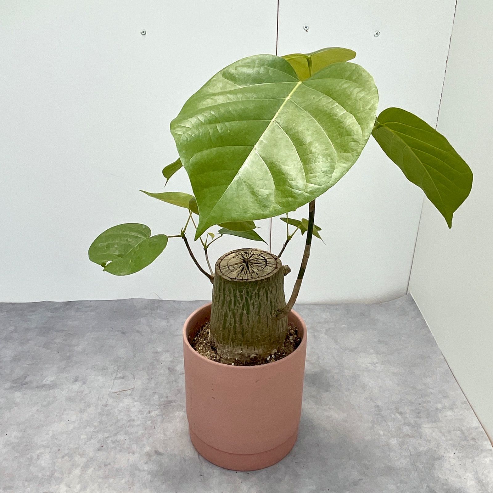 ボンバックス 切り株タイプ 2【現品】観葉植物-