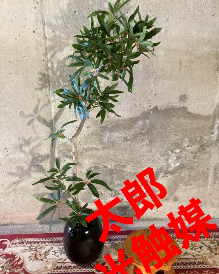 結婚ブライダル光触媒 人工観葉植物 ウォールグリーン フェイク ...