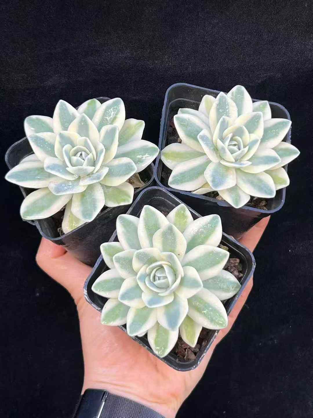 新入荷 15種類セット NT03×105苗 土付き 詰め合わせ 多肉植物