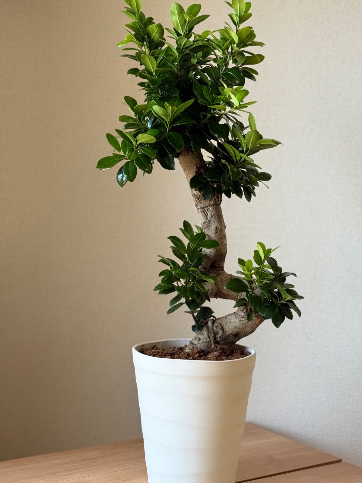 パンダガジュマル「幹曲がり」盆栽風仕立て パンダガジュマル 曲がり 7