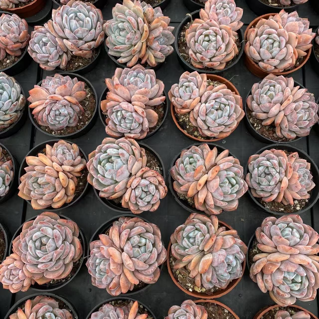 多肉植物 アエオニウム