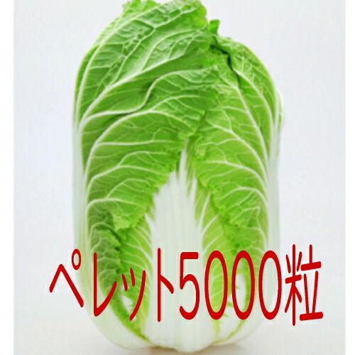 入荷次第出荷 カネコ種苗 菜時黄 白菜 ペレット５０００粒