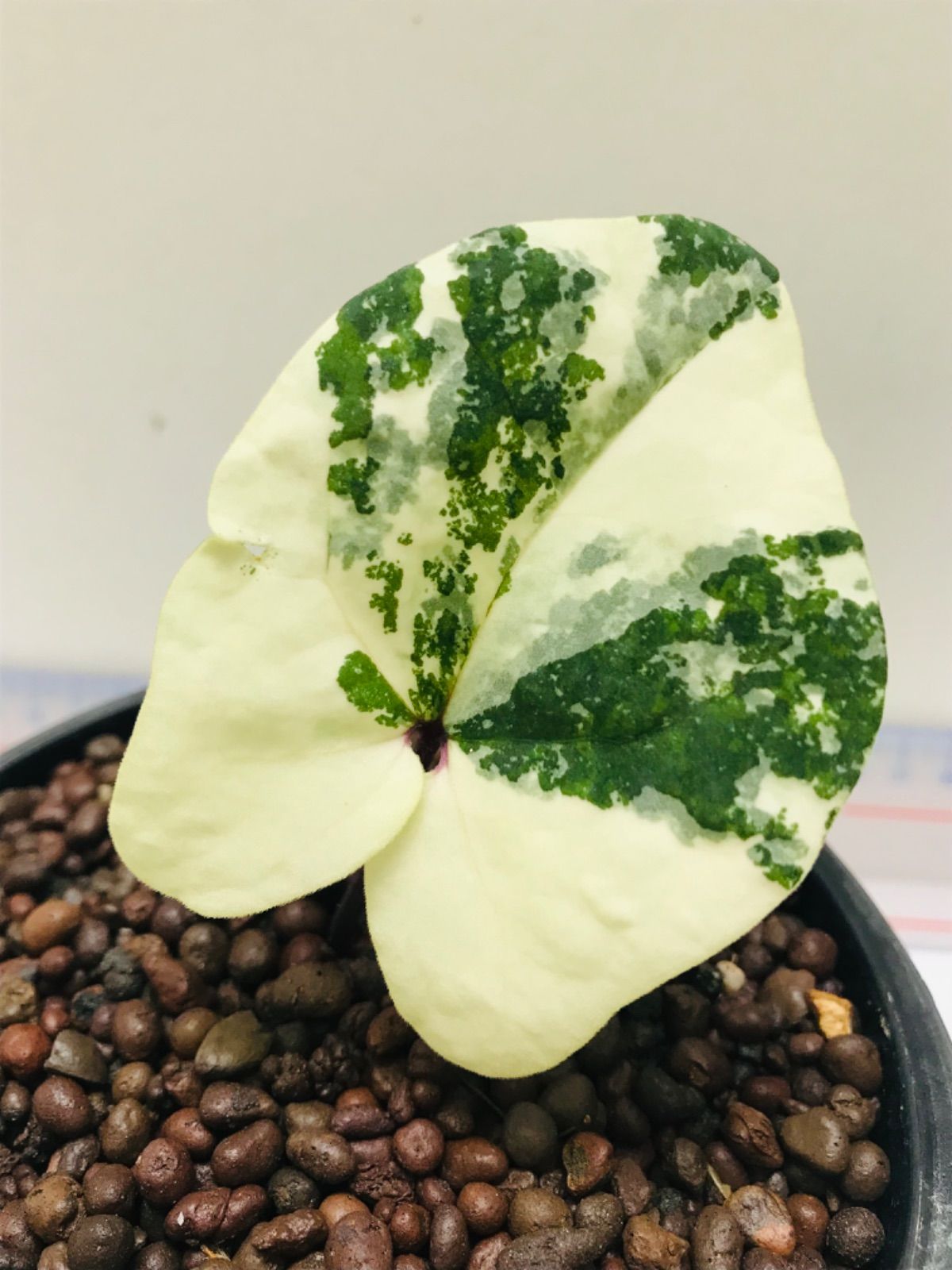 東洋蘭 斑入り 山野草 ホシザキカンアオイ 千万昔